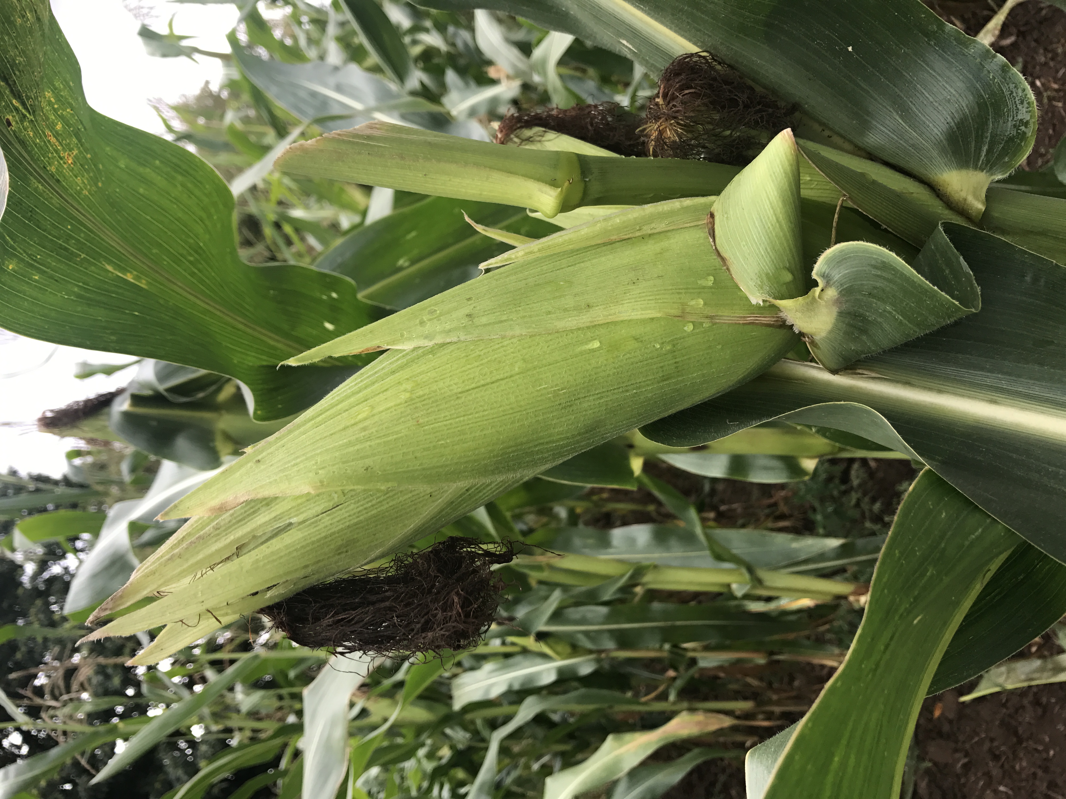 spanish-agriculture